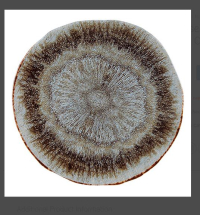 Iris Dessert Plate 22 cm Iris Dessert Plate 22 cm